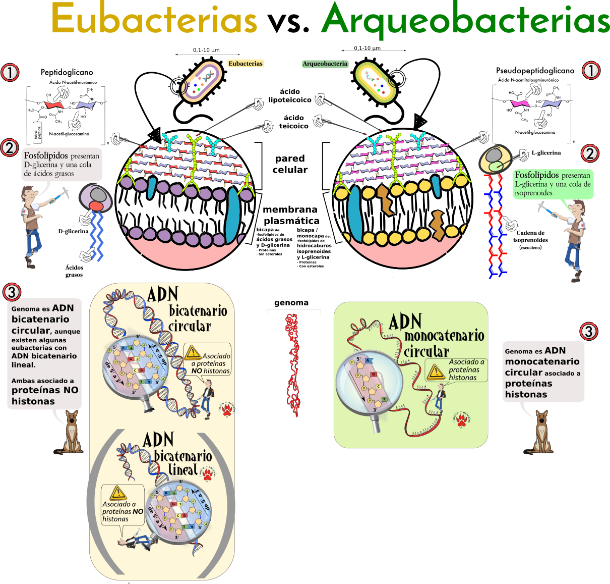 Tema 17.3 Bacterias